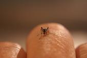 Aedes aegypti mosquito perched on a scientist's finger. (Photo: Jodi Holeman, Consolidated Mosquito Abatement District.)