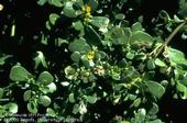 Common purslane.