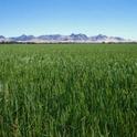 A rice field in Colusa County.