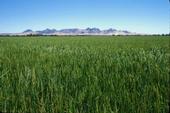 A rice field in Colusa County.
