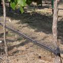 Deficit irrigation helps winegrape farmers get through the drought.