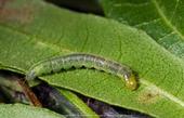 Light brown apple moth larva.