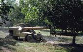 Almond farmers use mechanical shakers to knock the nuts to the ground for harvest.