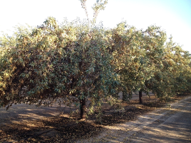 Leaves dying and dropping early in a Merced County almond orchard most likely due to water stress.. (Photo: James Nichols)