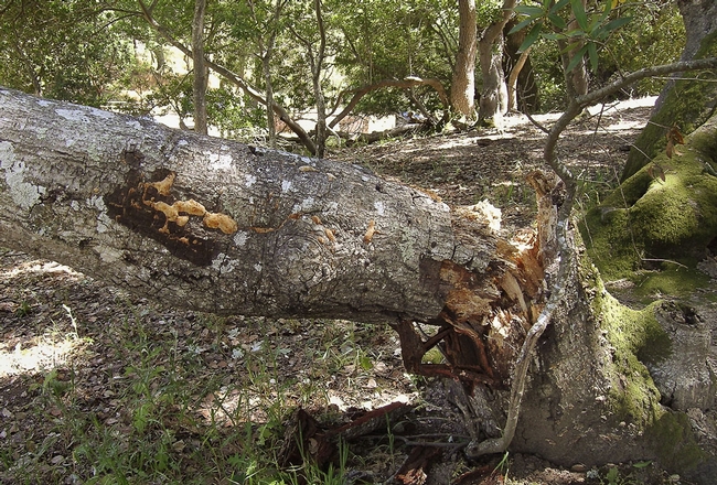 A coast live oak killed by sudden oak death. (Photo: Bruce Hagen)