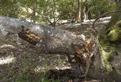 A coast live oak killed by sudden oak death. (Photo: Bruce Hagen)