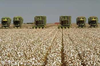 Cotton harvest.
