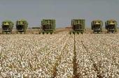 Cotton harvest.
