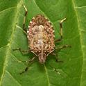 A Sacramento report considers brown marmorated stink bug worthy of a Halloween creature feature.