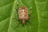 A Sacramento report considers brown marmorated stink bug worthy of a Halloween creature feature.