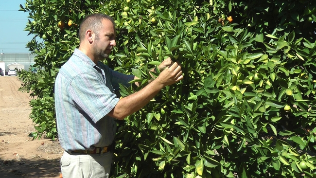 UC Cooperative Extension specialist Mark Hoddle inspects a citrus tree for insects.