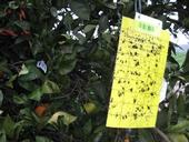 New chemical attractants could make a better Asian citrus psyllid trap.