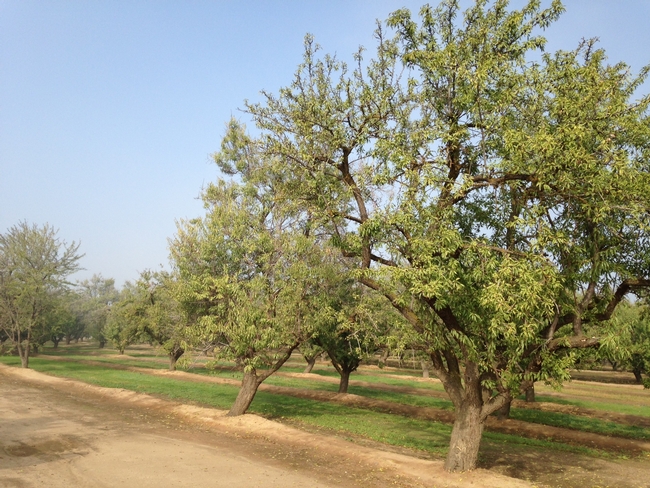 Permanent crops, like almonds, give farmers less flexibility for dealing with low-water years.