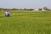 Rice research field.