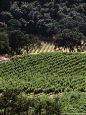 It's easier to grow wine grapes without irrigation in the Napa Valley, which receives more rainfall than the San Joaquin Valley.