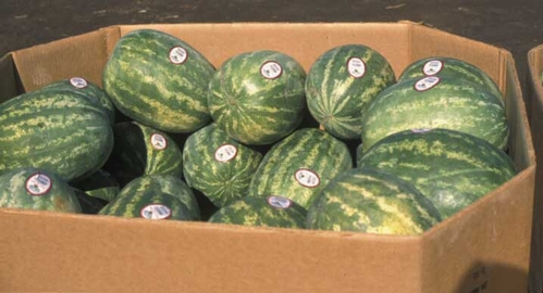 Small-sized watermelons are more popular than monstrosities.