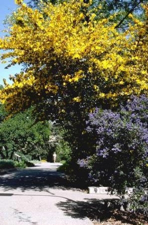 Blossoming ceanothus and fremontodendron at the UC Davis Arboretum.