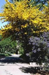 Blossoming ceanothus and fremontodendron at the UC Davis Arboretum.