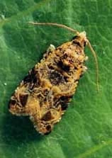 European grapevine moth (CDFA photo).