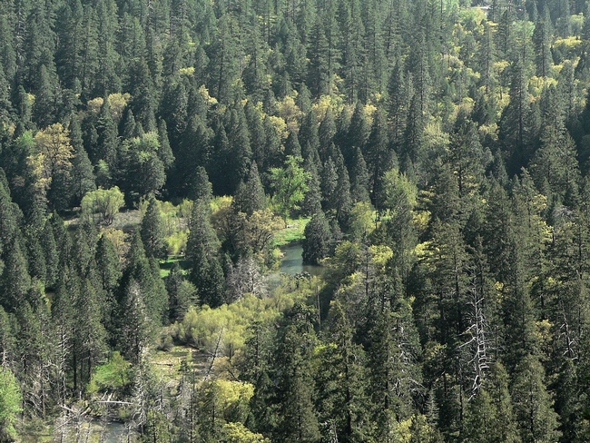 Forest study finds fewer big trees and an increasing number of small trees. (Photo of Tenaya Canyon in the Sierra Nevada from Wikimedia Commons.)