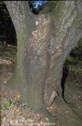 Symptoms of sudden oak death syndrome include weeping bark and frass from bark beetles.