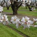 California weather is perfect for almond bloom.