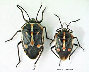 Female and male Bagrada bugs. (Photo: LA Ag Commissioner's office)