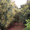 Coffee can benefit from the environment within an avocado orchard.