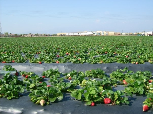 San Joaquin Valley strawberry season is about two weeks early.