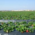 San Joaquin Valley strawberry season is about two weeks early.