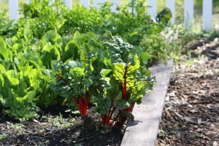 A potential solution to hunger and food insecurity is growing vegetables in backyards and vacant lots, says Rachel Surls, UC ANR urban agriculture advisor.