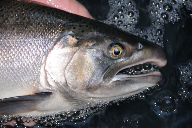 UC ANR Cooperative Extension is working with a number of agencies to protect coho salmon.