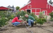 Master Gardeners work at the UC Hansen Research and Extension Center in Ventura County.