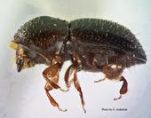 UC ANR is helping UC Irvine deal with trees infested with polyphagous shot hole borer.