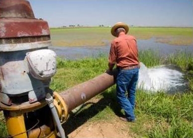A farmer pours water on his crop. (Photo: California Dept. of Water Resources)