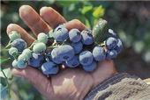 UC ANR researchers want to know how little water it takes to grow blueberries.