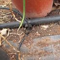 Installing drip irrigation is a water conservation behavior that might 'stick,' even after rains return to California. (Photo: Wikimedia Commons)
