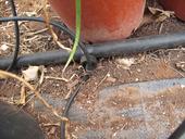 Installing drip irrigation is a water conservation behavior that might 'stick,' even after rains return to California. (Photo: Wikimedia Commons)