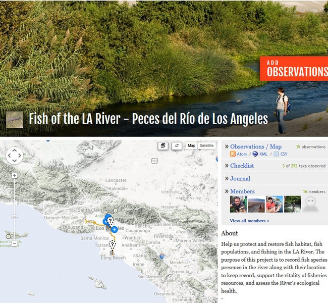 The iNaturalist page created by UC ANR's Sabrina Drill to track fish in the L.A. River.