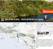 The iNaturalist page created by UC ANR's Sabrina Drill to track fish in the L.A. River.
