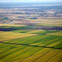 Rice fields north of Sacramento. (Photo: Wikimedia Commons)