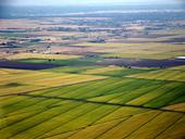 Rice fields north of Sacramento. (Photo: Wikimedia Commons)