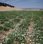 Tomato field infested with field bindweed.