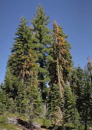 Fire trees dying from bark beetle infestations.