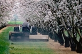 Orchard in bloom