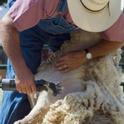 Sheep shearing is an art that can be learned at the UC Hopland Research and Extension Center.