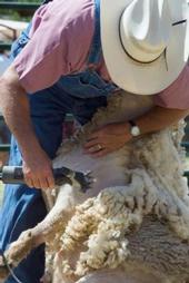 Sheep shearing is an art that can be learned at the UC Hopland Research and Extension Center.