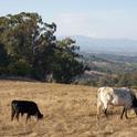 Central Coast ranchers are facing a 'bust cycle' due to drought.