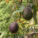 Planting avocado trees closer together nearly doubles yield, UC ANR advisor Gary Bender found.