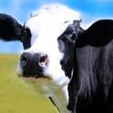 Mapping of the cow genome has provided scientists with information on the 3 billion base pairs on cattle DNA.
